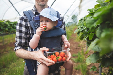 A father and son enjoy picking fresh strawberries together. Family lifestyle.