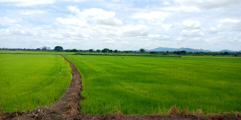 Rice field green grass blue sky cloud cloudy landscape background