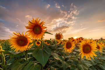 Wall Mural - Agricultural summer landscape with sunflowers field and sky