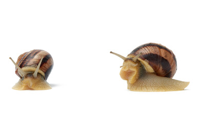 two brown snails isolated on white background