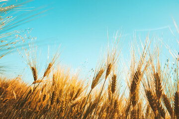 Gold wheat field against blue sky. Natural background. Harvest concept