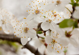 Fototapeta Pomosty - Cherry blossoms in the spring