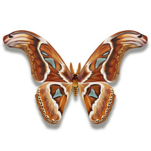The Atlas Moth With Big Red Wings And Mirrors Also Named Attacus Atlas, Night Time Butterfly Isolated On White