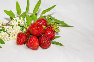 Strawberries with white flowers, green leaves on a white background close-up