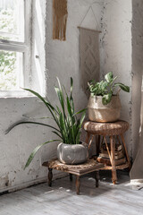 Two house plants in flower pots basket