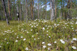 Marsh tea on swamp. Finland, Summer.