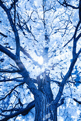 Wall Mural - infrared photos of ontario rural parkland settings with split rail fence, oak trees, clouds and lake