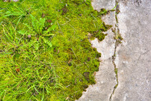 Broken And Destroyed Old Cement Walk Way Floor Between Them With Moss And Grass