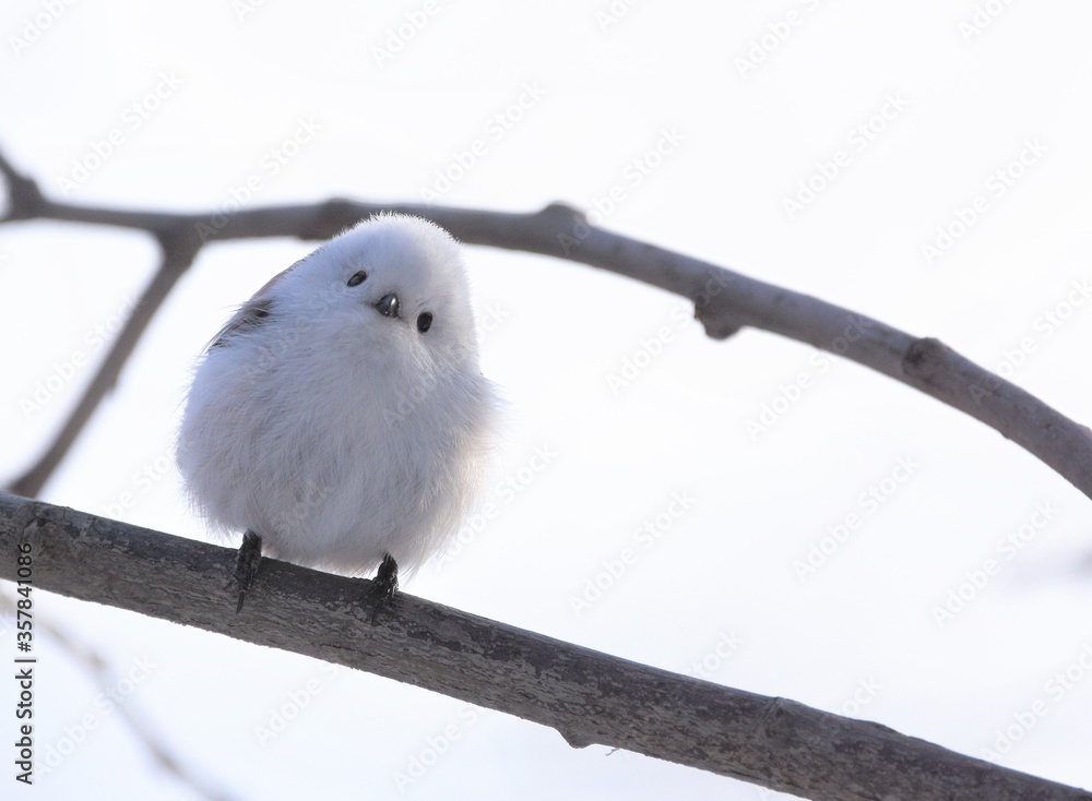 シマエナガ の Stock フォト | Adobe Stock
