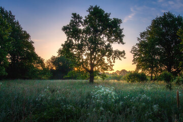 Wall Mural - Summer view nature. Sunrise. Early morning. Meadow with trees and flowers. 