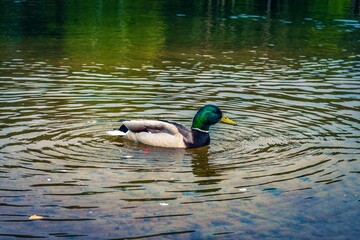 duck on the lake