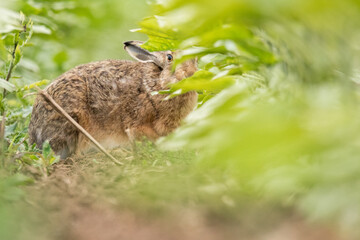 Brown hare