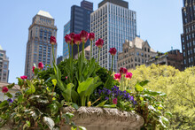 Dark Pink Tulips And Colorful Flowers At Bryant Park During Spring In New York City