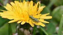 A Small Grasshopper On A Dandelion. Yellow Flower.