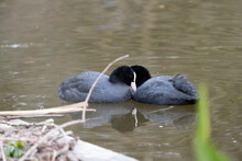 Coots Swimming In The Ditch