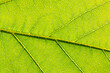 © strannik9211 - Close-up of green leaf background.