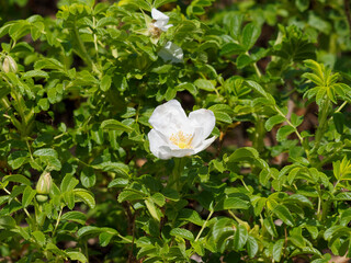 Poster - Rosa majalis - Rosier de mai ou rosier cannelle à fleur de rose simple et blanche