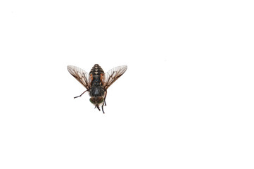 horsefly on a white background