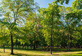 Fototapeta Na ścianę - Green lawn in the light of an early Sunny morning