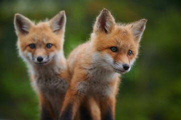 Wall Mural - wild baby red foxes at the beach, june 2020, nova scotia, canada