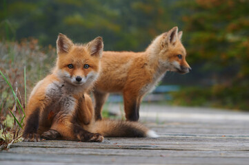 Wall Mural - wild baby red foxes at the beach, june 2020, nova scotia, canada