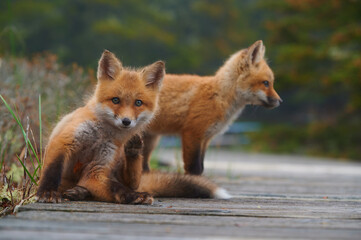 Wall Mural - wild baby red foxes at the beach, june 2020, nova scotia, canada