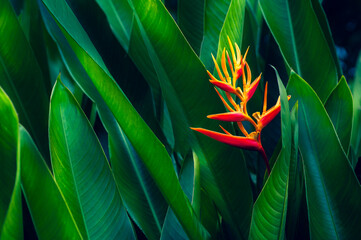 Wall Mural - tropical leaves colorful flower on dark tropical foliage nature background dark green foliage nature