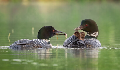 Sticker - Common loon with chicks in Acadia National Park, Maine 