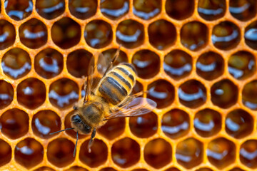 Close-up of working bees on honeycombs. Beekeeping and honey production image