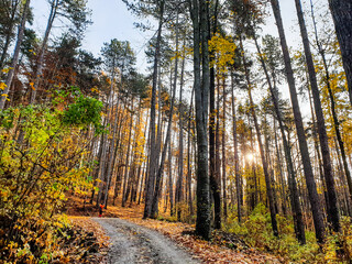 Baiului Mountains, Romania, autumn in the forest