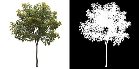 Wall Mural - Left view of tree (Acer Negundo Odessanum) png with alpha channel to cutout made with 3D render