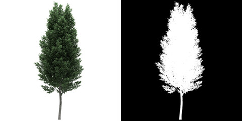 Wall Mural - Left view of tree (Carpinus Betulus Frans Fontaine) png with alpha channel to cutout made with 3D render