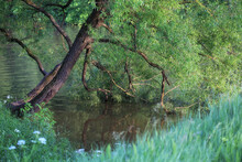 Beautiful Summer Landscape With Willow Tree By The River