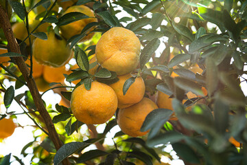 Ponkan, a type of tangerine. Tree photo, plantation.