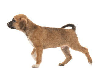 Poster - The brown puppy lies on a white background.