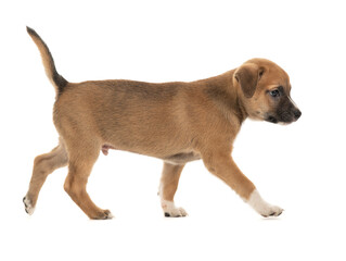 Sticker - The brown puppy lies on a white background.