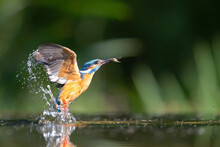 Common Kingfisher Comming Out Of The Water After Diving For Fish In The Netherlands