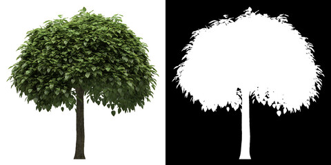 Wall Mural - Left view of tree (Catalpa Bignonioides) png with alpha channel to cutout made with 3D render