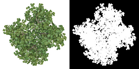 Wall Mural - Top view of tree (Corylus Avellana) png with alpha channel to cutout made with 3D render