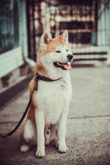 Canvas Print - Akita dog portrait. Akita Inu