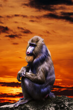 Mandrill Monkey  Portrait  At Sunset. Portrait Of A Mandrill.