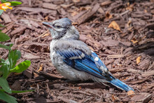 Young Blue Jay (Cyanocitta Cristata) Standing On The Ground. 