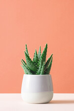 Aloe Cactus On Pastel Background Succulent Plant In Pot Copy Space Minimal Summer Still Life Concept