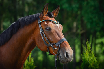 Wall Mural - portrait of beautiful gelding horse in bridle on forest background in summer