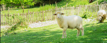 Lamb Walking In Spring Meadow Nearly Village. Banner Edition.