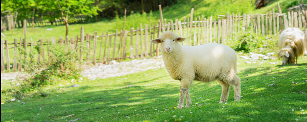 Lamb walking in spring meadow nearly village. Banner edition.