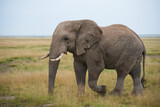 Fototapeta Natura - Elephant Big Huge Tusker Amboseli - Big Five Safari -Baby African bush elephant Loxodonta africana