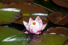Water Lily Outdoors In The Sunshine