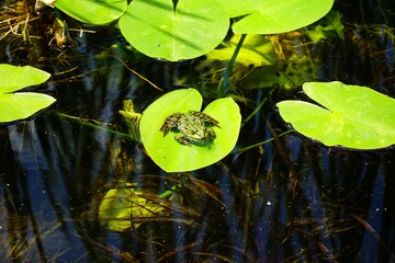 Poster - Small frog on top of a green leaf in a pond