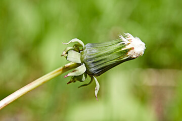 growth bud flower dandelion green spring